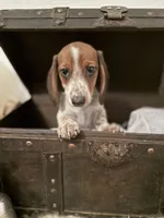 AKC Bella, a female Miniature Dachshund for sale in Brentwood, TN – 2 of 3