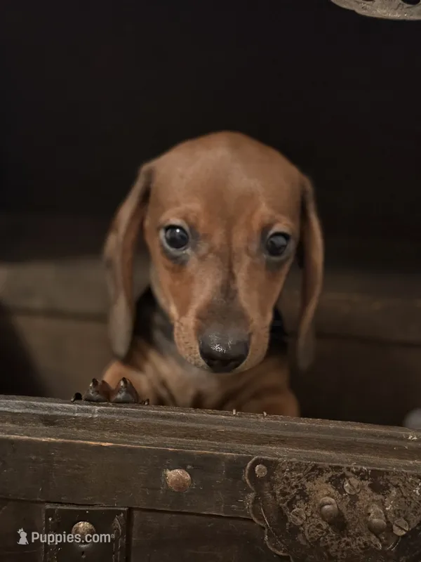 AKC Ginger – Miniature Dachshund puppy for sale in Brentwood, TN