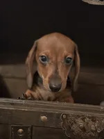 AKC Ginger, a female Miniature Dachshund for sale in Brentwood, TN – 1 of 3