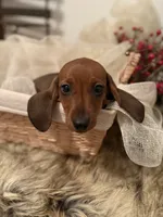 AKC Ruby, a female Miniature Dachshund for sale in Brentwood, TN – 4 of 4