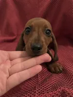 AKC Ruby, a female Miniature Dachshund for sale in Brentwood, TN – 3 of 4