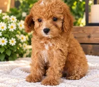 Mini Bentley, a male Miniature Goldendoodle for sale in Brentwood, TN – 1 of 4