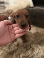 AKC Bentley, a male Miniature Dachshund for sale in Brentwood, TN – 4 of 4