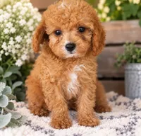 Mini Bentley, a male Miniature Goldendoodle for sale in Brentwood, TN – 2 of 4