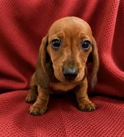 AKC Ruby, a female Miniature Dachshund for sale in Brentwood, TN – 3 of 3
