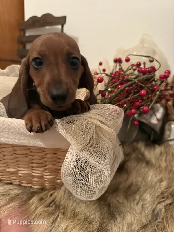 AKC Bentley – Miniature Dachshund puppy for sale in Brentwood, TN