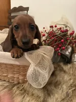 AKC Bentley, a male Miniature Dachshund for sale in Brentwood, TN – 1 of 4