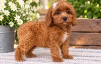 Bella, a female Miniature Goldendoodle for sale in Brentwood, TN – 3 of 3