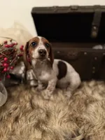 AKC Bella, a female Miniature Dachshund for sale in Brentwood, TN – 3 of 3