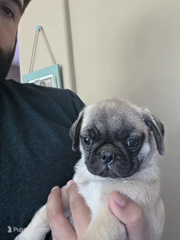Daisy – Pug puppy for sale in Marana, AZ