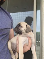 Daisy, a female Pug for sale in Marana, AZ – 2 of 3