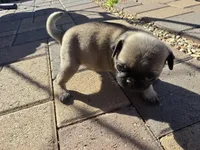 Pug Puppy 6, a male Pug for sale in Marana, AZ – Photo 1 of 2