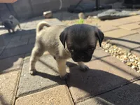 Pug Puppy 4, a male Pug for sale in Marana, AZ – Photo 2 of 2