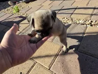 Pug Puppy 3, a female Pug for sale in Marana, AZ – Photo 2 of 2