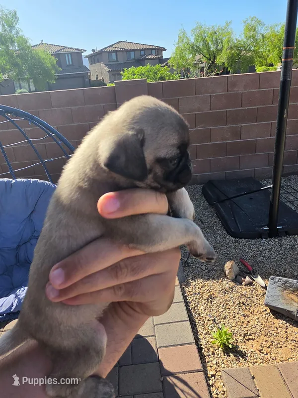 Pug Puppy 3, a female Pug for sale in Marana, AZ – Photo 1 of 2