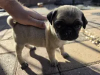 Pug Puppy 2, a female Pug for sale in Marana, AZ – Photo 2 of 2