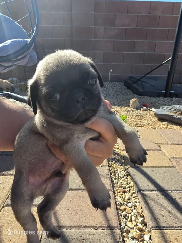 Pug Puppy 5, a male Pug for sale in Marana, AZ – Photo 1 of 2