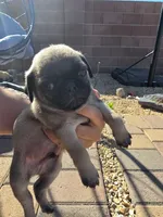 Pug Puppy 5, a male Pug for sale in Marana, AZ – Photo 1 of 2