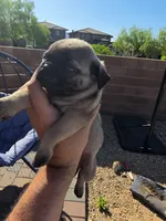 Pug Puppy 6, a male Pug for sale in Marana, AZ – Photo 2 of 2