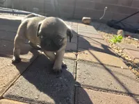 Pug Puppy 5, a male Pug for sale in Marana, AZ – Photo 2 of 2