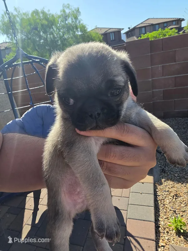 Pug Puppy 4, a male Pug for sale in Marana, AZ – Photo 1 of 2