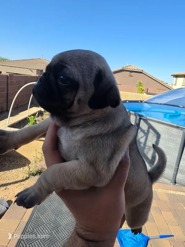 Pug Puppy 2, a female Pug for sale in Marana, AZ – Photo 1 of 2