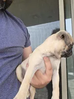 Daisy, a female Pug for sale in Marana, AZ – 3 of 3