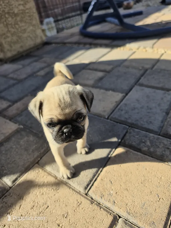 Daisy – Pug puppy for sale in Marana, AZ