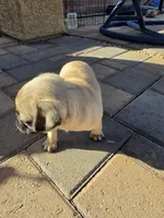 Pug Puppy 1, a female Pug for sale in Marana, AZ – Photo 4 of 6