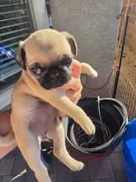 Pug Puppy 1, a female Pug for sale in Marana, AZ – Photo 5 of 6