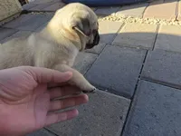 Pug Puppy 1, a female Pug for sale in Marana, AZ – Photo 6 of 6