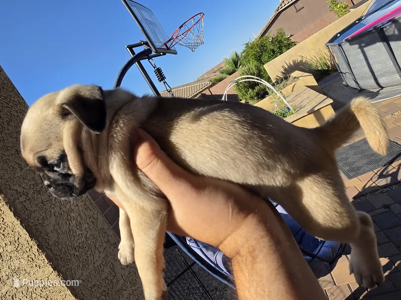 Pug Puppy 1 – Pug puppy for sale in Marana, AZ