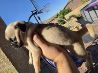 Pug Puppy 1, a female Pug for sale in Marana, AZ – Photo 1 of 6