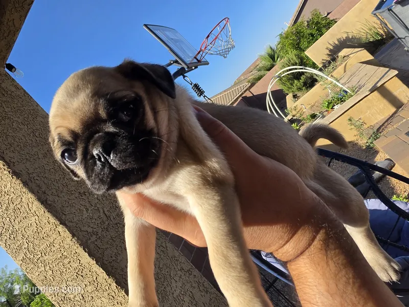 Pug Puppy 1 – Pug puppy for sale in Marana, AZ