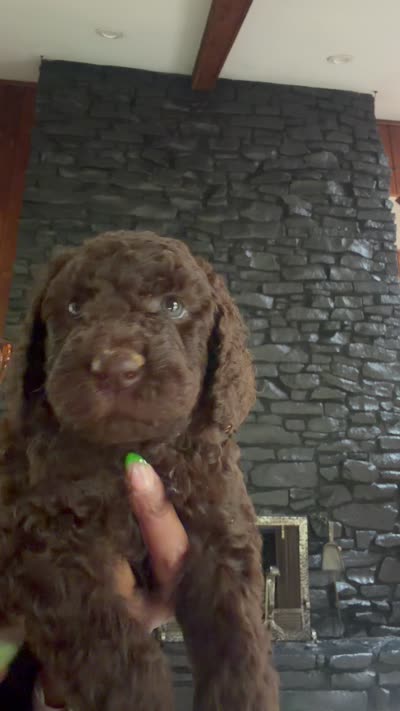 Chocolate Doodle, a male Goldendoodle for sale in Indianapolis, IN – 1 of 1