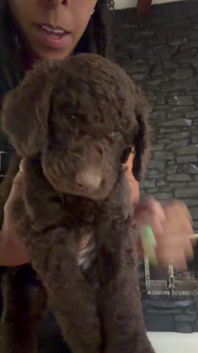 Blue, a male Goldendoodle for sale in Indianapolis, IN – 1 of 1
