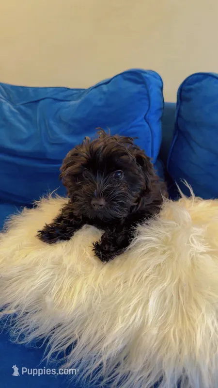 Max.   Findlay,ohio  – Yorkshire Terrier puppy for sale in Thomasboro, IL