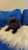 Max.   Findlay,ohio , a male Yorkshire Terrier for sale in Thomasboro, IL – 1 of 1