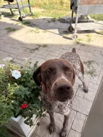 Zelda, a female German Shorthaired Pointer for sale in Roundup, MT – 2 of 8