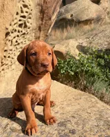 Black Boy, a male Vizsla for sale in Roundup, MT – 8 of 10
