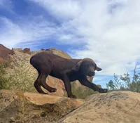 Jerry, a male Chesapeake Bay Retriever for sale in Roundup, MT – 8 of 10