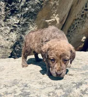 Hunter Green Boy, a male Chesapeake Bay Retriever for sale in Roundup, MT – 3 of 7