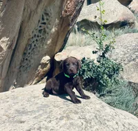Lime Green Boy, a male Chesapeake Bay Retriever for sale in Roundup, MT – 5 of 7