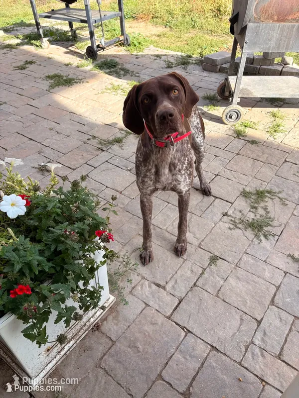 Zelda – German Shorthaired Pointer puppy for sale in Roundup, MT