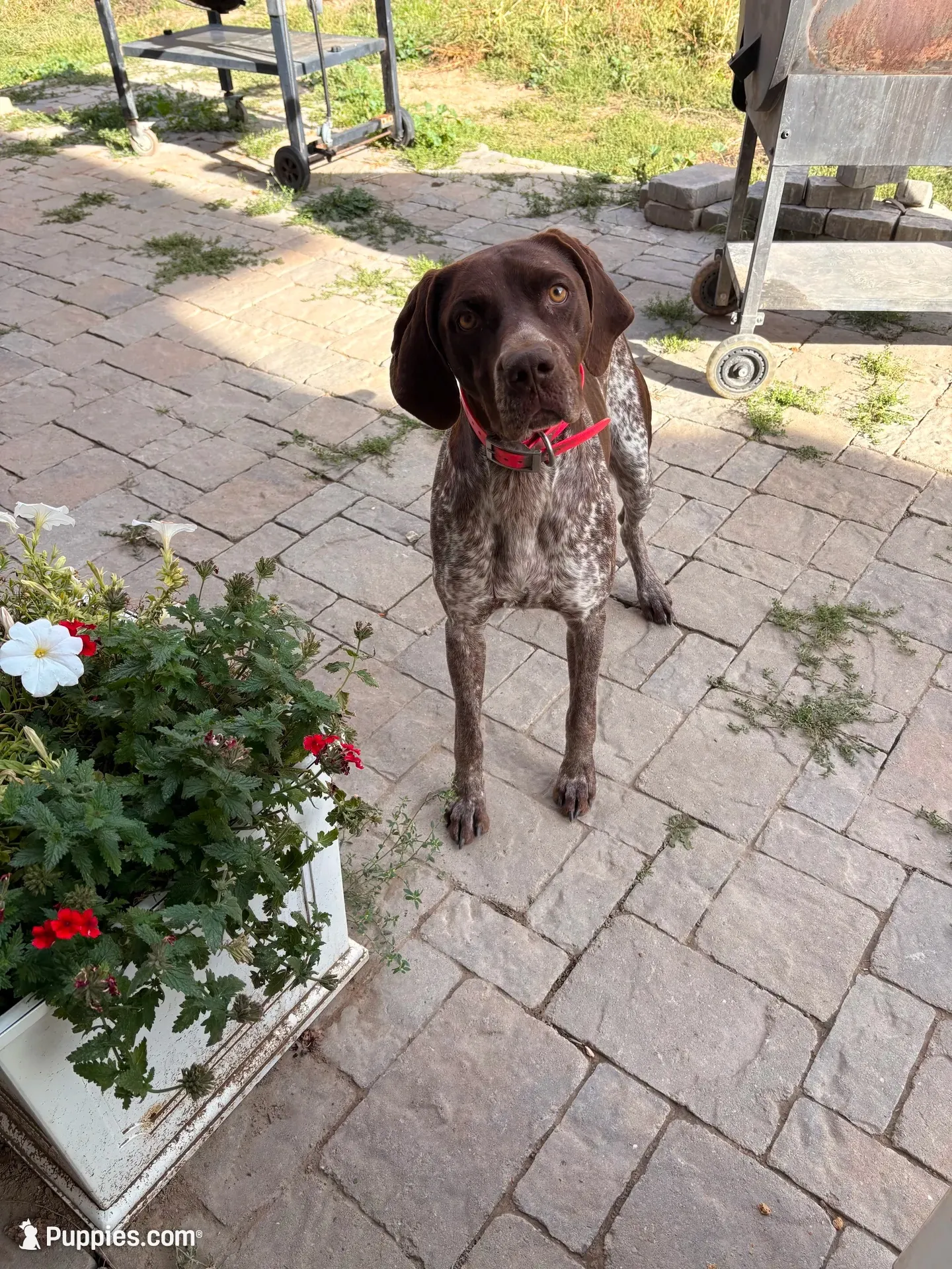Zelda, a female German Shorthaired Pointer for sale in Roundup, MT – 1 of 8