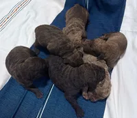 One Male Puppy, a male Chesapeake Bay Retriever for sale in Roundup, MT – 9 of 10