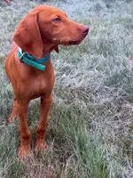 Carlos, a male Vizsla for sale in Roundup, MT – 2 of 10