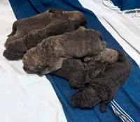 One Male Puppy, a male Chesapeake Bay Retriever for sale in Roundup, MT – 8 of 10