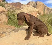 Tom, a male Chesapeake Bay Retriever for sale in Roundup, MT – 5 of 10