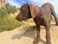 Tom, a male Chesapeake Bay Retriever for sale in Roundup, MT – 4 of 10